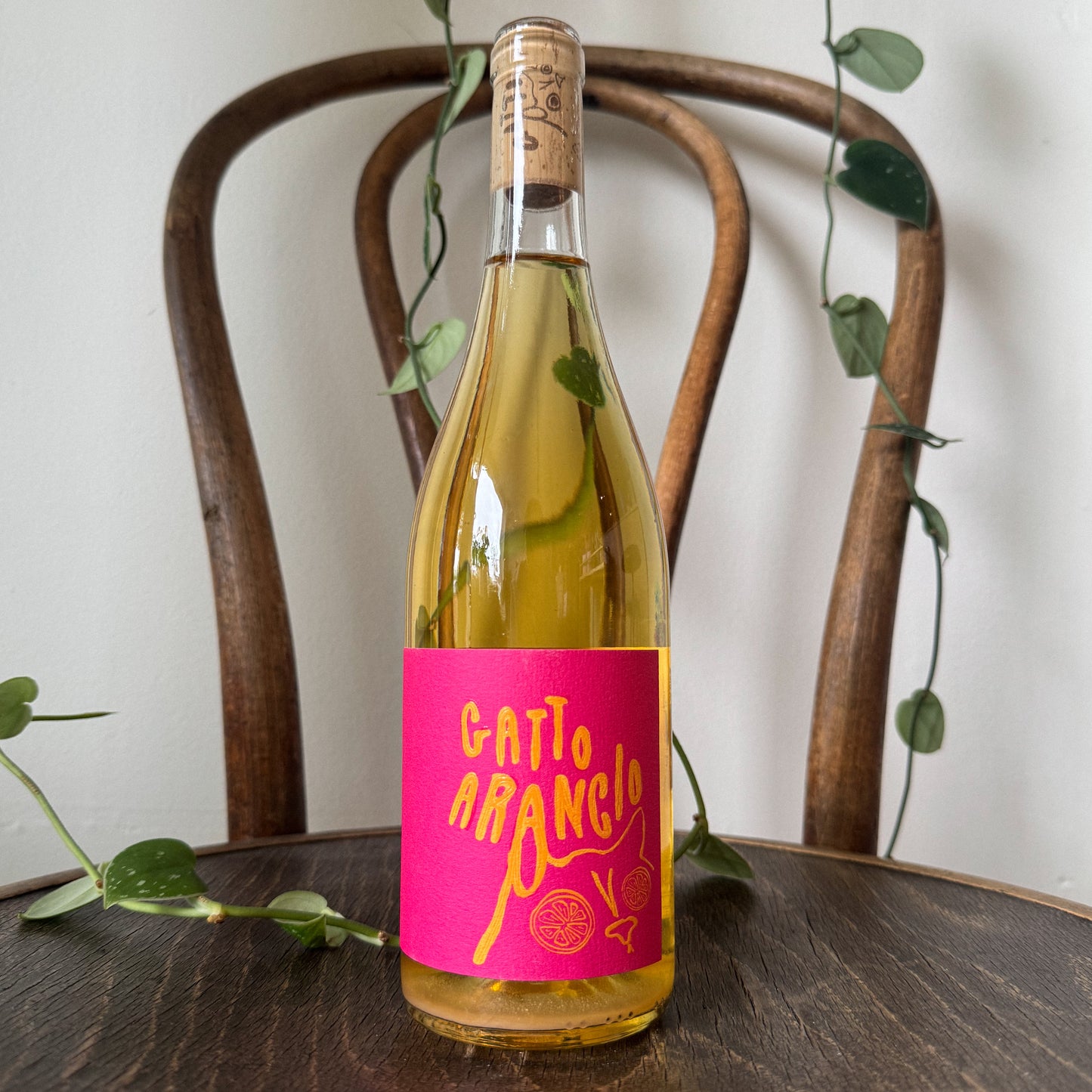 Gatto Arancio Orange 2023