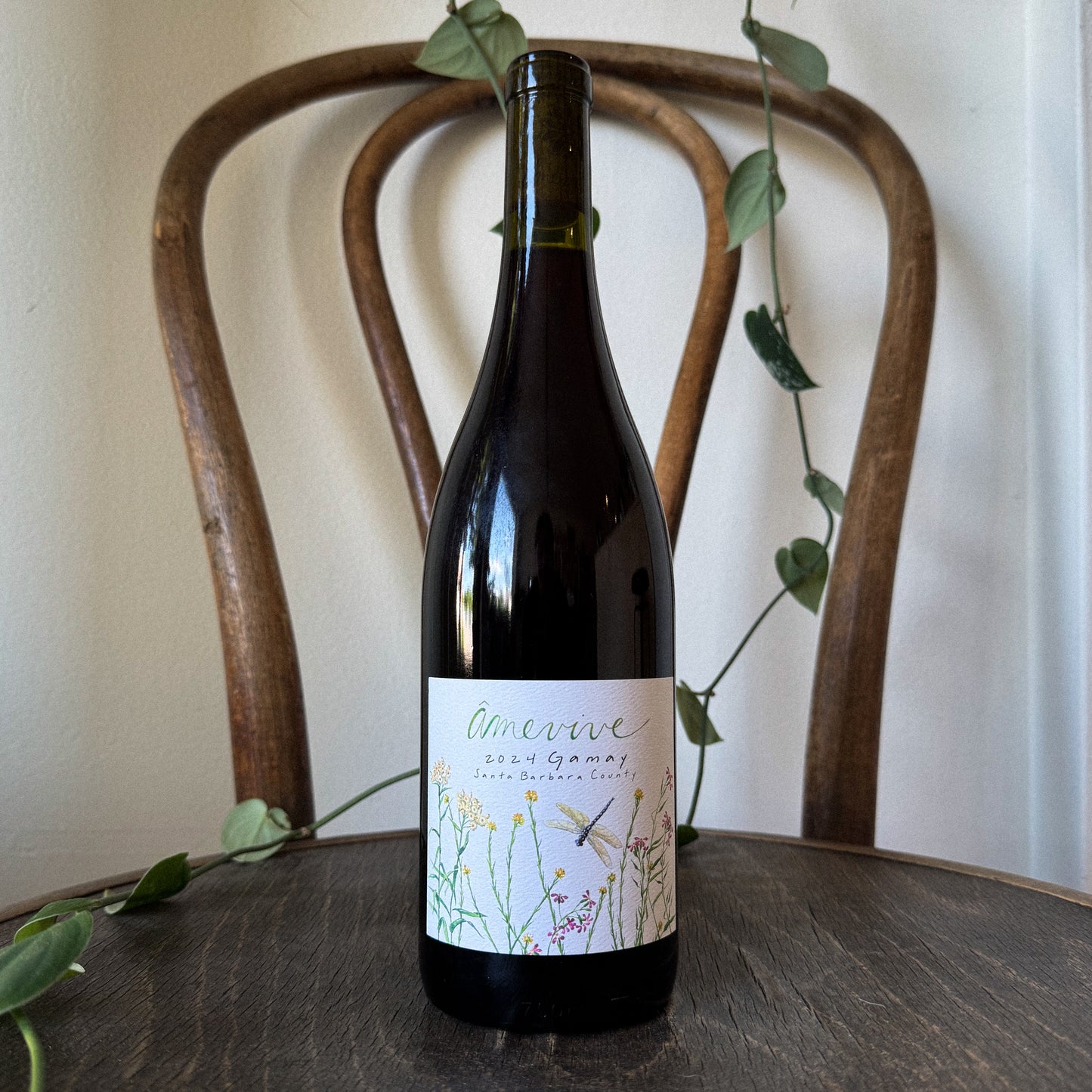 Amevive Gamay 2024